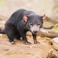 Tasmanian Devil in Hobart, Tasmania Royalty Free Stock Photo
