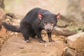 Tasmanian Devil in Hobart, Tasmania Royalty Free Stock Photo