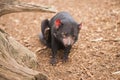 Tasmanian Devil in Hobart, Tasmania Royalty Free Stock Photo