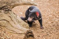Tasmanian Devil in Hobart, Tasmania Royalty Free Stock Photo