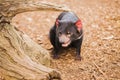 Tasmanian Devil in Hobart, Tasmania Royalty Free Stock Photo