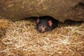 Tasmanian Devil in Hobart, Tasmania Royalty Free Stock Photo