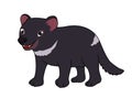 Tasmanian Devil illustration