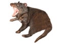 Tasmanian Devil isolated Royalty Free Stock Photo