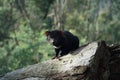 Tasmanian devil on a log Royalty Free Stock Photo