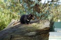 Tasmanian devil on a log Royalty Free Stock Photo