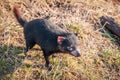 Tasmanian devil looking for food