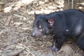 Tasmanian devil looking for a prey