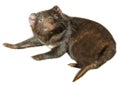 Tasmanian Devil Royalty Free Stock Photo