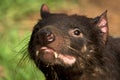 Tasmanian devil portrait Royalty Free Stock Photo