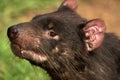 Tasmanian devil portrait Royalty Free Stock Photo