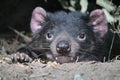 Tasmanian Devil