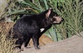 TASMANIAN DEVIL sarcophilus harrisi, ADULT Royalty Free Stock Photo