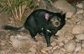 Tasmanian Devil, sarcophilus harrisi, Adult, Australia Royalty Free Stock Photo