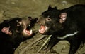 TASMANIAN DEVIL sarcophilus harrisi, ADULTS FIGHTING, AUSTRALIA