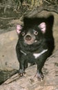 Tasmanian Devil, sarcophilus harrisi, Australia Royalty Free Stock Photo