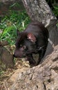 Tasmanian Devil, sarcophilus harrisi, Australia Royalty Free Stock Photo