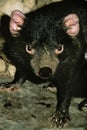 Tasmanian Devil, sarcophilus harrisi, Portrait of Adult, Australia