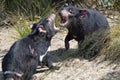 Tasmanian Devil, Sarcophilus Harrisia, they are very nervous often with the rule