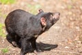 Tasmanian devil, Sarcophilus harrisii