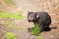 Tasmanian devil, Sarcophilus harrisii Royalty Free Stock Photo