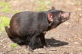 Tasmanian devil, Sarcophilus harrisii Royalty Free Stock Photo