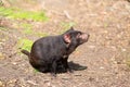 Tasmanian devil, Sarcophilus harrisii Royalty Free Stock Photo