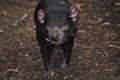 Tasmanian Devil Sarcophilus harrisii Australia Royalty Free Stock Photo