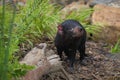 Tasmanian devil, Sarcophilus harrisii, in bush. Australian masupial standing in grass and bracken, nose up and shiffs about food.