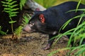 Tasmanian devil, Sarcophilus harrisii, in bush. Australian masupial walking in grass and bracken, nose down and shiffs about food