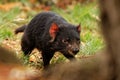 Tasmanian Devil - Sarcophilus harrisii carnivorous marsupial family Dasyuridae, native to mainland Australia and Tasmania, size of Royalty Free Stock Photo