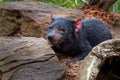 Tasmanian Devil - Sarcophilus harrisii carnivorous marsupial family Dasyuridae, native to mainland Australia and Tasmania, size of Royalty Free Stock Photo