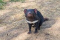 Tasmanian Devil Royalty Free Stock Photo