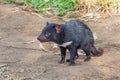 Tasmanian Devil Royalty Free Stock Photo