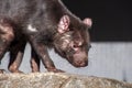 Profile of the head of a sarcophilus harrisii also known as a tasmanian devil Royalty Free Stock Photo