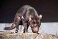 Sarcophilus harrisii also known as a tasmanian devil walking across rock in sunshine