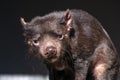 Sarcophilus harrisii also known as a tasmanian devil looking directly at you