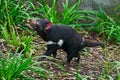 Tasmanian devil, Sarcophilus harrisii, carnivorous marsupial in the nature habitat. Rare animal from Tasmania. Cute black endemic Royalty Free Stock Photo