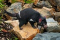 Tasmanian devil, Sarcophilus harrisii, carnivorous marsupial in the nature habitat. Rare animal from Tasmania. Cute black endemic Royalty Free Stock Photo