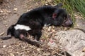 Tasmanian devil, Sarcophilus harrisii, is an endangered species afflicted by diseases of Australia Royalty Free Stock Photo