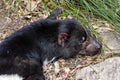 Tasmanian devil, Sarcophilus harrisii, is an endangered species afflicted by diseases of Australia Royalty Free Stock Photo