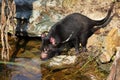 Tasmanian devil, Sarcophilus harrisii, at forest brook. Australian masupial drinks water from lake in bush. Endangered species