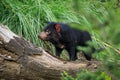 Tasmanian devil, Sarcophilus harrisii, in green bush. Portrait of cute Australian masupial