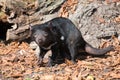 Tasmanian devil, Sarcophilus harrisii Royalty Free Stock Photo