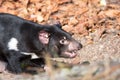 Tasmanian devil, Sarcophilus harrisii Royalty Free Stock Photo