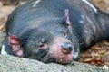 Tasmanian devil Sarcophilus harrisii Royalty Free Stock Photo