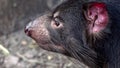 Tasmanian devil Royalty Free Stock Photo