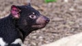 Tasmanian devil (Sarcophilus harrisii)