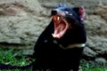 Tasmanian devil Royalty Free Stock Photo
