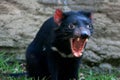 Tasmanian devil Royalty Free Stock Photo